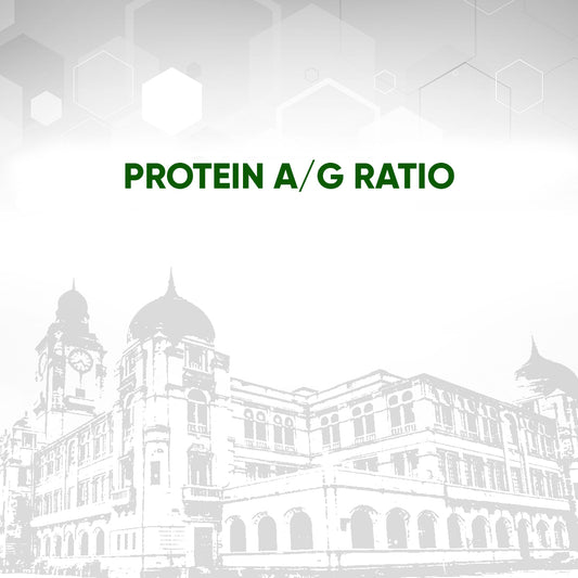 Protein A/G Ratio